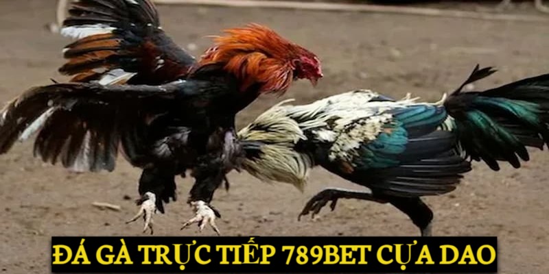 Đá Gà Trực Tiếp - Sảnh Game Đá Gà HOT Nhất Năm 2024 Đá gà trực tiếp 789BET cựa dao